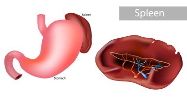 Dalak Anatomisi 'nin detaylı görüntüsü. İnsan Sindirim Sistemi Mide ve Dalak İmajı. Mide ve Dalağın Anatomik Diyagramı.