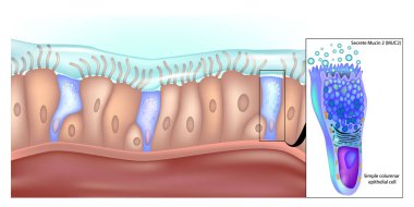 Alt gastrointestinal bölgede sümük 2 salgılayan basit sütun epitel hücreleri. Basit Kol Epitel Hücresinin Mide Yapısı. Gastrik Epitel Hücrelerde Mucin 2 Üretimi