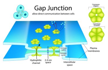 Gap Junction hücreler arasında doğrudan iletişime izin verir. Görüntü, bitişik hücreler arasındaki doğrudan iletişimi sağlayan bir hücre yapısı olan bir bağlantı noktası gösteriyor..
