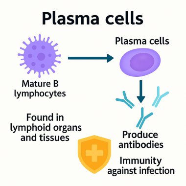 Plazma Hücreleri Bilgi Antikor Üretimi ve Bağışıklığı. Plazma hücrelerinin B lenfositlerinden nasıl türetildiğini ve antikorlar üreterek bağışıklık yanıtına nasıl katkıda bulunduğunu açıklayan tıbbi bilgi.