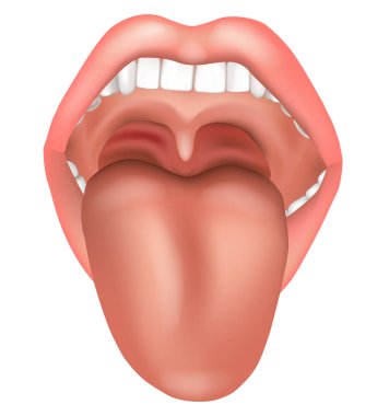 Görünür bir dili ve dişleri olan açık bir insan ağzının gerçekçi tıbbi tasviri. Görüntü açıkça oral boşluğu, uvula 'yı ve etrafındaki anatomik yapıları gösteriyor..