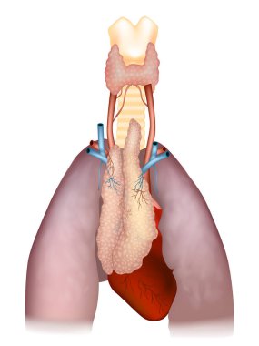 Thymus, Heart ve Ciğerlerin Detaylı Anatomik Diyagramı. Organlar ve Kan Damarları Çevrelenmiş İnsan Timus Anatomisi