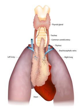 Detaylı tıbbi göstergeler tiroid bezi, trakea, karotis arterler, brakiyosefalik damarlar, akciğerler ve kalple ilişkili timüsü gösteriyor..