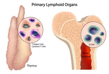 Birincil Lenfoid Organı Thymus ve Kemik iliği. İnsan bağışıklık sisteminde T hücresi ve B hücresi gelişimi. Lenfoid Organlar ve Bağışıklık Hücreleri Düzeni