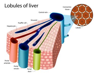 Karaciğer loblarının mikroskobik yapısını gösteren anatomik tıbbi çizimler. Bileşenler merkezi ven, portal triad ven, hepatosit, Kupffer hücreleri ve sinüzoidler.