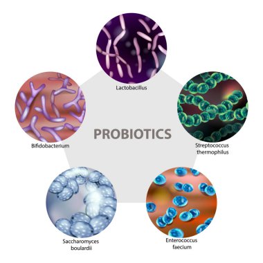 Probiyotik mikroplar 3D Infographic Lactobacillus, Bifidobacterium, Streptococcus, Enterococcus, Saccharomyces. Gut-Health Bakteri Çizimi