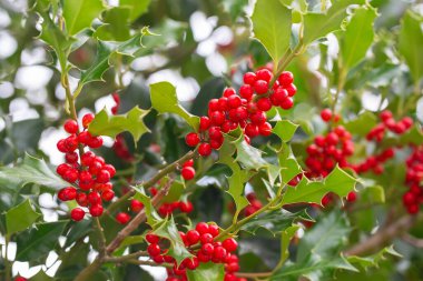 Noel Holly kırmızı böğürtlen, Ilex aquifolium bitkisi. Olgun kırmızı böğürtlenli yeşil yapraklar. Ilex aquifolium veya Christmas Holly. Yeşil yapraklar ve kırmızı böğürtlen Noel çobanpüsküsü, arabayı kapatın.