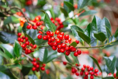 Noel Holly kırmızı böğürtlen, Ilex aquifolium bitkisi. Olgun kırmızı böğürtlenli yeşil yapraklar. Ilex aquifolium veya Christmas Holly. Yeşil yapraklar ve kırmızı böğürtlen Noel çobanpüsküsü, arabayı kapatın.