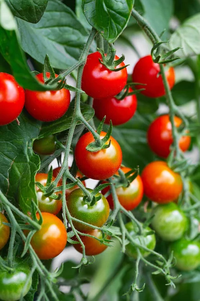 Rote Reife Kirschtomaten Die Einem Gewächshaus Angebaut Werden Reife Tomaten — Stockfoto