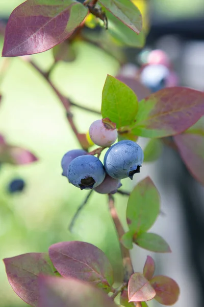 Blueberry Field Fresh Organic Blueberries Bush Vivid Colors Fresh Berries — Stock Photo, Image