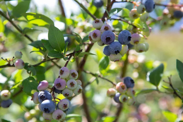 Blueberry Field Fresh Organic Blueberries Bush Vivid Colors Fresh Berries — Stock Photo, Image