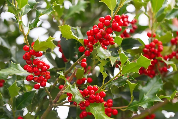 Christmas Holly red berries, Ilex aquifolium plant. Holly green foliage with mature red berries. Ilex aquifolium or Christmas holly. Green leaves and red berry Christmas holly, close up car