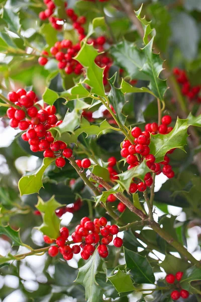 Christmas Holly Red Berries Ilex Aquifolium Plant Holly Green Foliage — Stock Photo, Image
