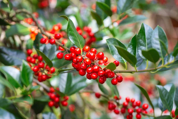 Christmas Holly red berries, Ilex aquifolium plant. Holly green foliage with mature red berries. Ilex aquifolium or Christmas holly. Green leaves and red berry Christmas holly, close up car