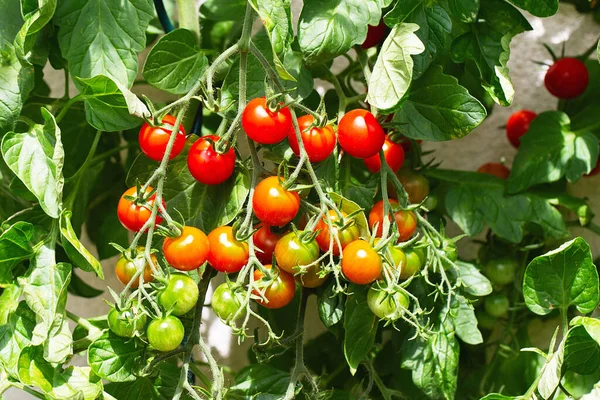 Rote Reife Kirschtomaten Die Einem Gewächshaus Angebaut Werden Reife Tomaten — Stockfoto