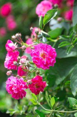 Rose bush. Pink roses in the garden. Red rose bushes in the park. Delicate flowers. A hedge of rose bushes. Natural floral background.