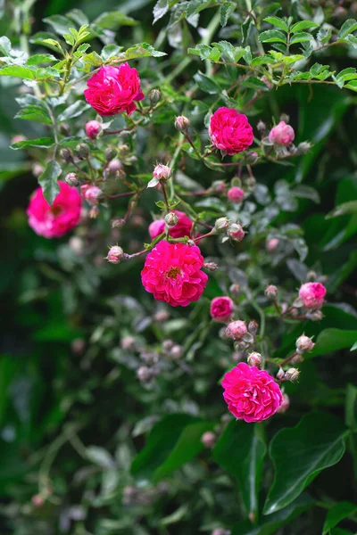 Rose bush. Pink roses in the garden. Red rose bushes in the park. Delicate flowers. A hedge of rose bushes. Natural floral background.