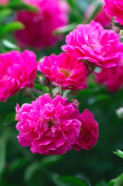 Rose bush. Pink roses in the garden. Red rose bushes in the park. Delicate flowers. A hedge of rose bushes. Natural floral background.