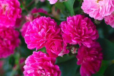 Rose bush. Pink roses in the garden. Red rose bushes in the park. Delicate flowers. A hedge of rose bushes. Natural floral background.