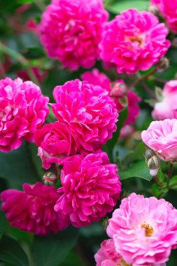 Rose bush. Pink roses in the garden. Red rose bushes in the park. Delicate flowers. A hedge of rose bushes. Natural floral background.