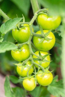 Green cherry tomatoes grown in a greenhouse. Unripe tomatoes are on the green foliage background, hanging on the vine of a tomato tree in the garden. Tomato cluster. Home gardening. Organic farming