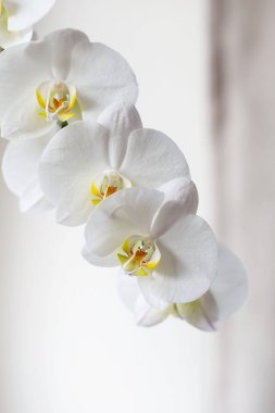 White orchid. Blooming white Phalaenopsis or moth orchid on the windowsill in the interior. Homeplants.