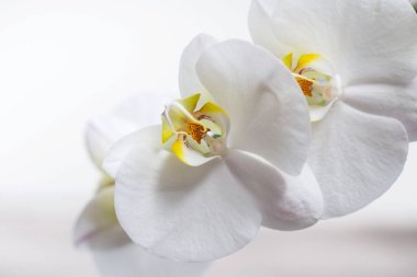 White orchid. Blooming white Phalaenopsis or moth orchid on the windowsill in the interior. Homeplants.