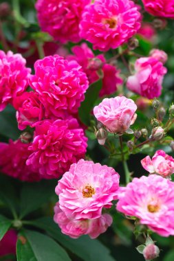 Rose bush. Pink roses in the garden. Red rose bushes in the park. Delicate flowers. A hedge of rose bushes. Natural floral background.