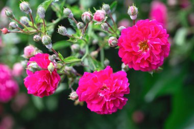 Rose bush. Pink roses in the garden. Red rose bushes in the park. Delicate flowers. A hedge of rose bushes. Natural floral background.