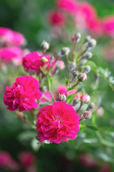 Rose bush. Pink roses in the garden. Red rose bushes in the park. Delicate flowers. A hedge of rose bushes. Natural floral background.