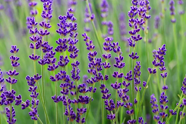 Blooming Purple Lavender Garden Lavender Field Summer Aromatherapy Floral Background Royaltyfria Stockbilder