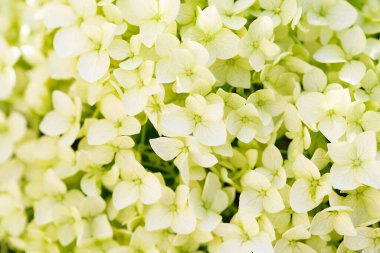 Ortanca bahçesi. Ortanca çiçekleri - ortanca makrofilla - bir kasaba bahçesindeki güzel çalı. Ortancalar bahar ve yaz aylarında çiçek açarlar. Çiçek arka planı