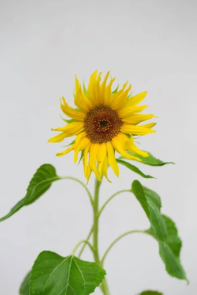 Close-up of a sunflower growing. Helianthus. Flower of sunflower head. Seeds and oil.