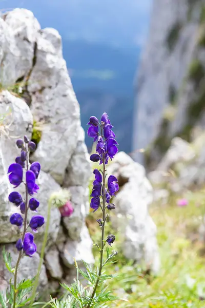 Blue bells flowers in the Alps mountains in summer. Purple lupine flowers growing on the rock. Blooming of mountain alpine bellflower in nature. Floral background.