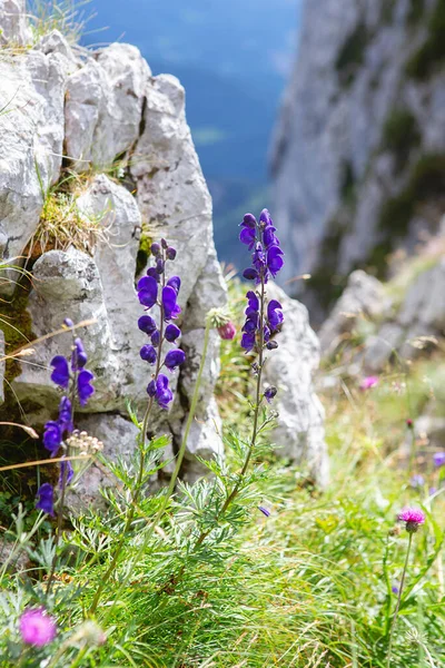 Purple lupine flowers growing on the rock. Blue bells flowers in the Alps mountains in summer. Blooming of mountain alpine bellflower in nature. Floral background.