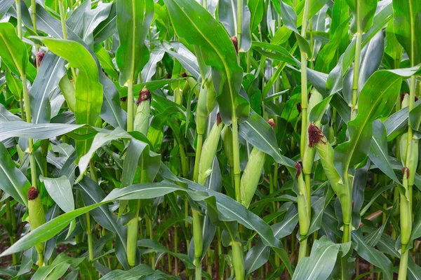 stock image Stems of corn with fresh verdant leaves cultivated in agricultural field of countryside. Corn cobs in corn plantation field