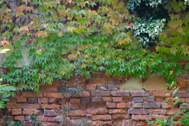 Sarmaşık sonbahar yapraklarıyla kaplı bir duvar. Kırmızı, sarı ve yeşil sonbahar yaprakları arka planda. Kızlık üzümlerinin kırmızı yaprakları, sonbahar renkleri. Eski ev ya da malikane duvarı sarmaşıkla kaplanmış. Sonbahar sezonu, Ekim, Kasım. 