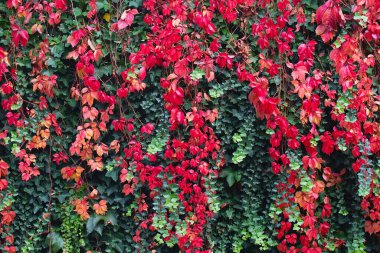 Kırmızı sarmaşık sonbahar yapraklarıyla kaplı bir duvar. Kırmızı, sarı ve yeşil sonbahar yaprakları arka planda. Kızlık üzümlerinin kırmızı yaprakları, sonbahar renkleri. Eski ev ya da malikane duvarı sarmaşıkla kaplanmış. Sonbahar sezonu, Ekim, Kasım. 