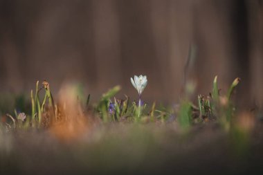 Çiçek açan bahar arkaplanı. Çiçek açan bir tarla, parlak renkli bir grup çiçek. Güneşli bir bahar gününde Crocus çiçeği. Makro. Duvar Kağıdı.