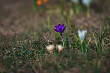 Çiçek açan bahar arkaplanı. Çiçek açan bir tarla, parlak renkli bir grup çiçek. Güneşli bir bahar gününde Crocus çiçeği. Makro. Duvar Kağıdı.
