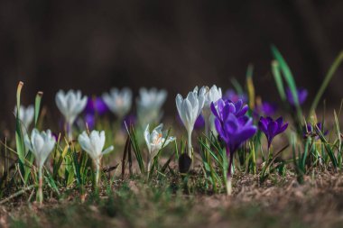 Çiçek açan bahar arkaplanı. Çiçek açan bir tarla, parlak renkli bir grup çiçek. Güneşli bir bahar gününde Crocus çiçeği. Makro. Duvar Kağıdı.