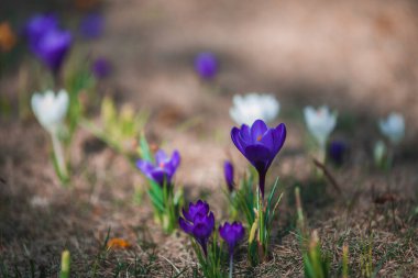 Çiçek açan bahar arkaplanı. Çiçek açan bir tarla, parlak renkli bir grup çiçek. Güneşli bir bahar gününde Crocus çiçeği. Makro. Duvar Kağıdı.