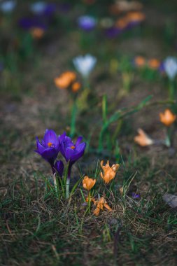 Çiçek açan bahar arkaplanı. Çiçek açan bir tarla, parlak renkli bir grup çiçek. Güneşli bir bahar gününde Crocus çiçeği. Makro. Duvar Kağıdı.