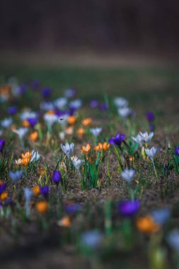 Çiçek açan bahar arkaplanı. Çiçek açan bir tarla, parlak renkli bir grup çiçek. Güneşli bir bahar gününde Crocus çiçeği. Makro. Duvar Kağıdı.