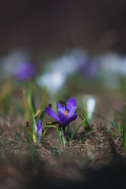 Çiçek açan bahar arkaplanı. Çiçek açan bir tarla, parlak renkli bir grup çiçek. Güneşli bir bahar gününde Crocus çiçeği. Makro. Duvar Kağıdı.