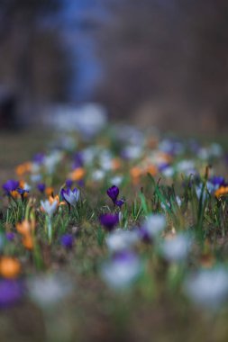 Çiçek açan bahar arkaplanı. Çiçek açan bir tarla, parlak renkli bir grup çiçek. Güneşli bir bahar gününde Crocus çiçeği. Makro. Duvar Kağıdı.