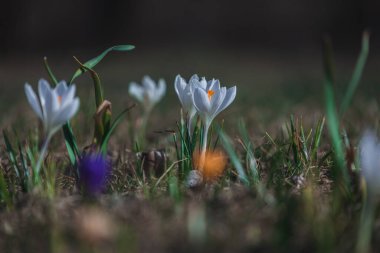 Çiçek açan bahar arkaplanı. Çiçek açan bir tarla, parlak renkli bir grup çiçek. Güneşli bir bahar gününde Crocus çiçeği. Makro. Duvar Kağıdı.