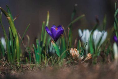 Çiçek açan bahar arkaplanı. Çiçek açan bir tarla, parlak renkli bir grup çiçek. Güneşli bir bahar gününde Crocus çiçeği. Makro. Duvar Kağıdı.