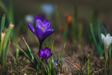Çiçek açan bahar arkaplanı. Çiçek açan bir tarla, parlak renkli bir grup çiçek. Güneşli bir bahar gününde Crocus çiçeği. Makro. Duvar Kağıdı.