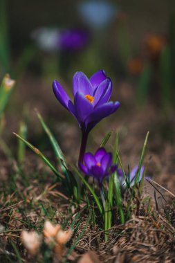 Çiçek açan bahar arkaplanı. Çiçek açan bir tarla, parlak renkli bir grup çiçek. Güneşli bir bahar gününde Crocus çiçeği. Makro. Duvar Kağıdı.